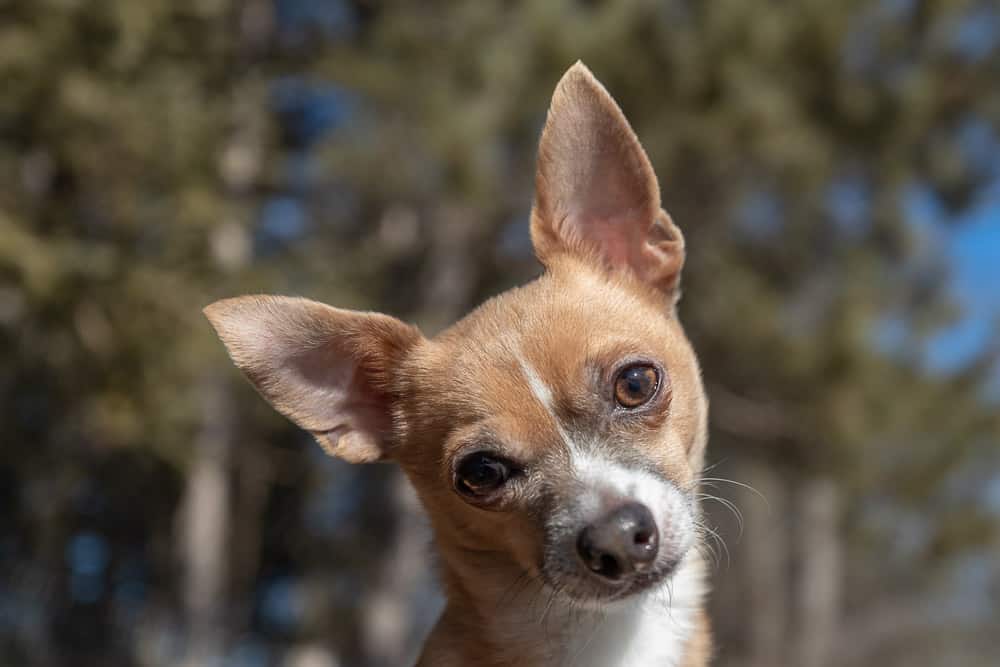 Rescued Chihuahua Shadow Dog Photography