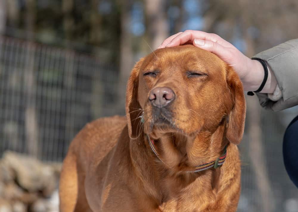 Rescued Labrador Shadow Dog Photography