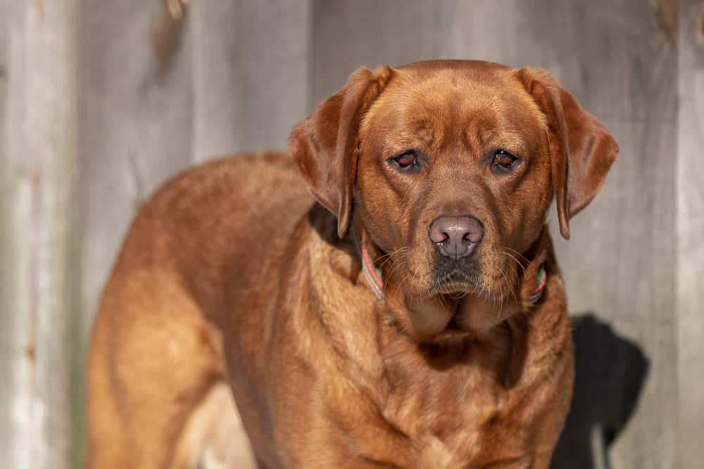 Rescued Labrador Retriever Shadow Dog Photography