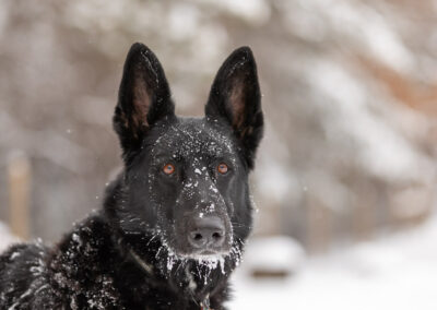 Black German Shepherd Dog Shadow Dog Photography